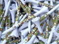 TRUESTRIKE Premium USA Golf Tees – 3¼" or 2¾" Durable Plastic Performance Tees by TRUESTRIKE